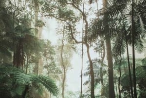 Zanzibar: Stone Town, Jozani-skogen og svømming med skilpadder