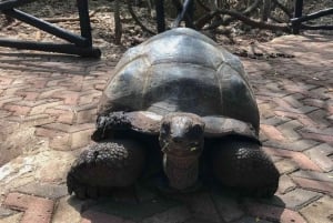ZANZÍBAR: CIUDAD DE PIEDRA, ISLA PRISIÓN, CUEVA SALAM y tortugas marinas