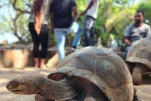 ZANZÍBAR: CIUDAD DE PIEDRA, ISLA PRISIÓN, CUEVA SALAM y tortugas marinas