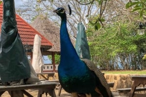 ZANZÍBAR: CIUDAD DE PIEDRA, ISLA PRISIÓN, CUEVA SALAM y tortugas marinas
