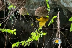 ZANZIBAR: Stone Town och Salaam Cave