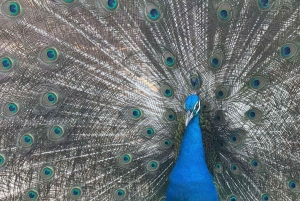 Zanzibar: Kivikaupunki, orjamarkkinat, matkamuisto ja maustetori