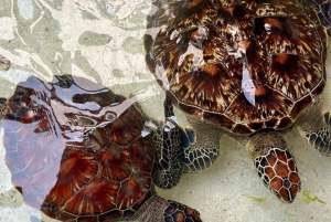 ZANZIBAR: Stone Town, Snorkeling + Starfish & Sea Turtles