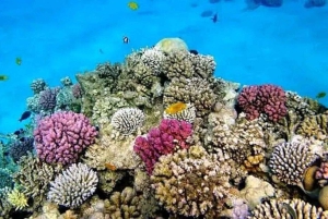 ZANZIBAR: Stone Town, Snorkeling + Starfish & Sea Turtles