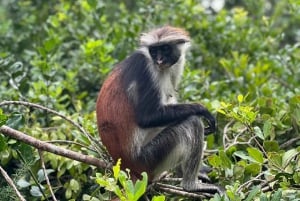 Zanzibar: Stone Town, krydderifarm og Jozani-skoven