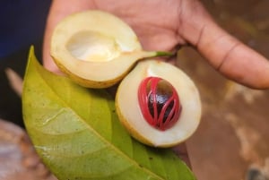 Zanzibar: Stone Town, krydderifarm og Jozani-skoven