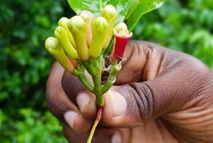 Zanzibar : visite privative de la Ville de pierre et d'une ferme à épices, déjeuner inclus