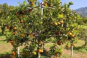 ЗАНЗИБАР: Каменный город, ферма специй и ресторан The Rock