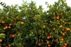 ЗАНЗИБАР: Каменный город, ферма специй и ресторан The Rock