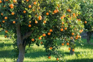 ЗАНЗИБАР: Каменный город, ферма специй и ресторан The Rock