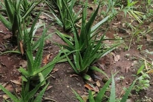 Занзибар: экскурсия по Каменному городу и ферме специй с обедом