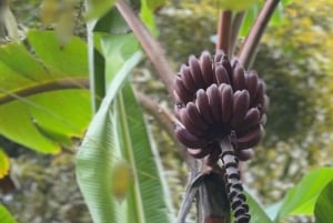 Zanzibar: Stone Town and Spice Farm Private Tour with Lunch