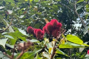 Zanzibar: Stone Town and Spice Farm Private Tour with Lunch