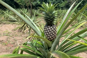 Zanzibar: Stone Town and Spice Farm Private Tour with Lunch