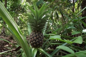 Zanzibar: Stone Town & Spice Farm Tour with Lunch
