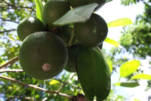 Sansibar: Stone Town & Gewürzplantagen-Tour mit Mittagessen
