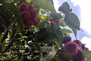 Sansibar: Stone Town & Gewürzplantagen-Tour mit Mittagessen