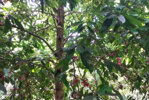 Sansibar: Stone Town & Gewürzplantagen-Tour mit Mittagessen