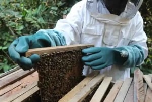 Zanzibar: Stone Town Tour and Beekeeping Experience