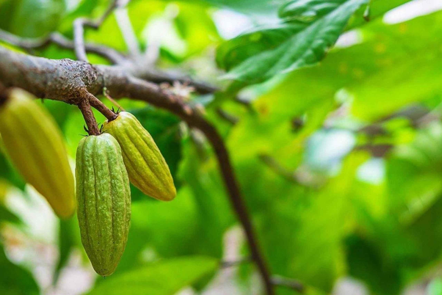 ザンジバル：ストーンタウンツアーとスパイス農園をご案内します