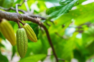 ザンジバル：ストーンタウンツアーとスパイス農園をご案内します