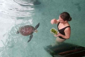 ZANZIBAR: Passeio pela Cidade de Pedra e nade com as tartarugas na gruta de Salaam