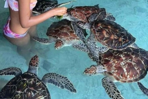 Zanzibar: bezoek aan Stone Town, specerijentour en schildpaddenreservaat