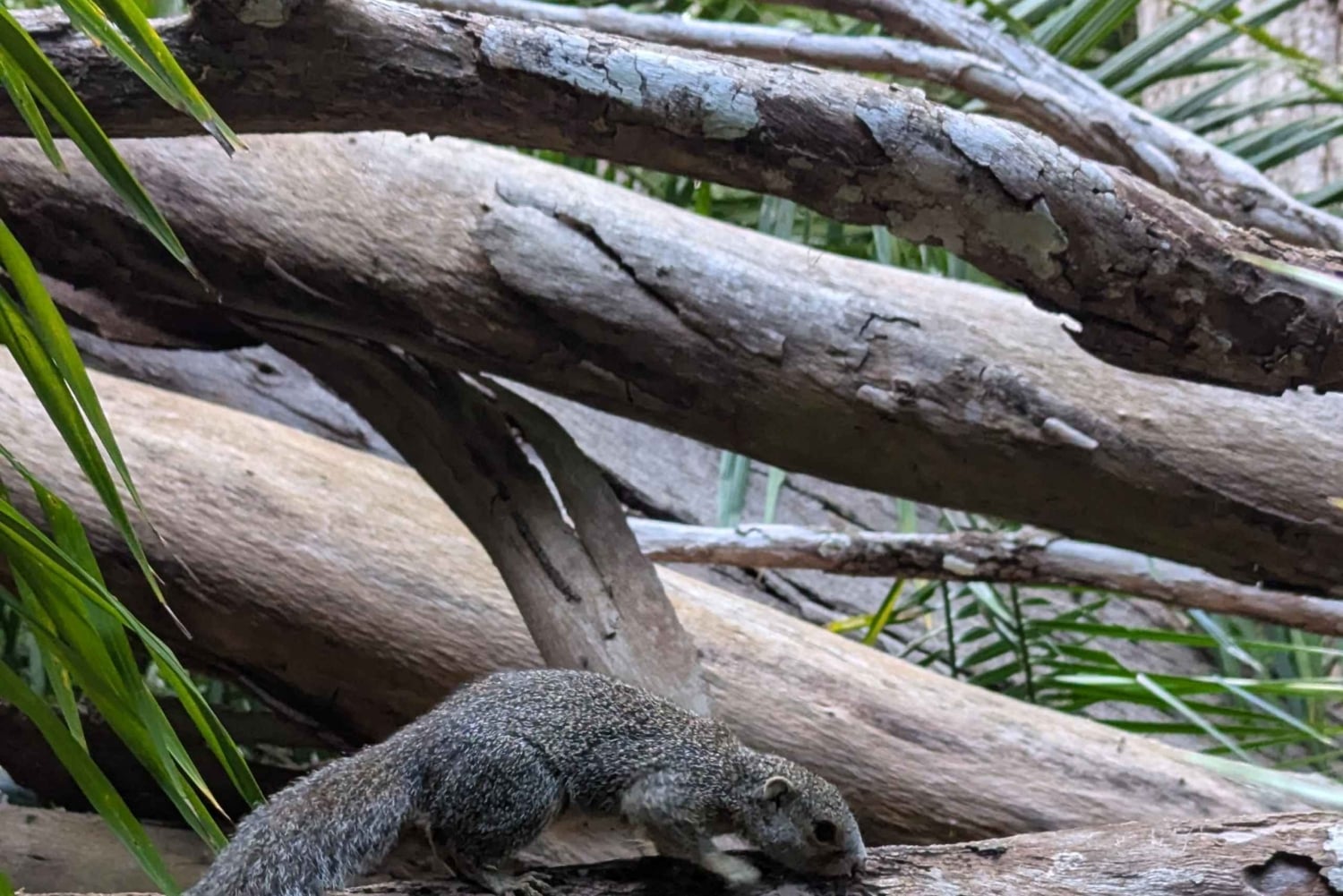 Пешая экскурсия по Каменному городу Занзибара и лесу Джозани