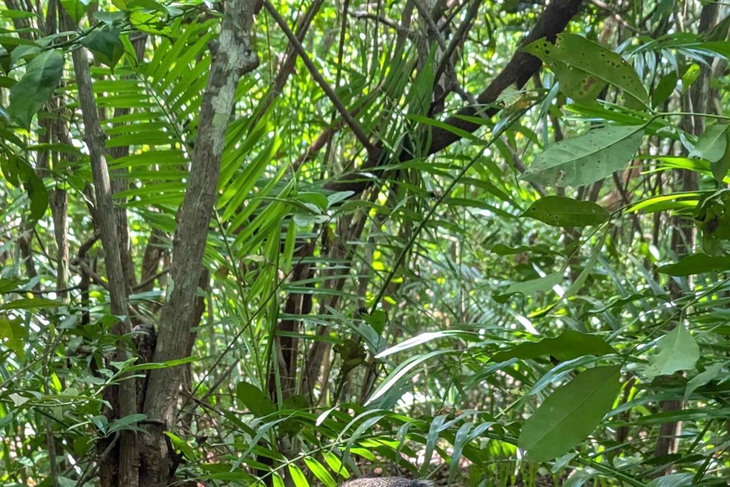Пешая экскурсия по Каменному городу Занзибара и лесу Джозани