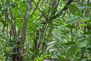 Tour a pie por la ciudad de piedra de Zanzíbar y el bosque de Jozani