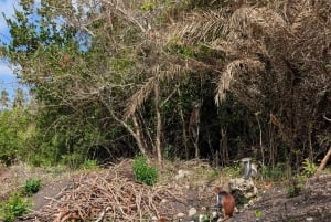 Tour a pie por la ciudad de piedra de Zanzíbar y el bosque de Jozani