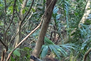 Пешая экскурсия по Каменному городу Занзибара и лесу Джозани