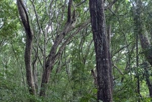 Пешая экскурсия по Каменному городу Занзибара и лесу Джозани
