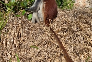 Пешая экскурсия по Каменному городу Занзибара и лесу Джозани