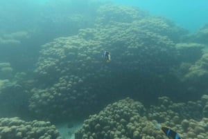 Sansibarin sukellusveneseikkailu: Riffikierros: The Classic Reef Tour