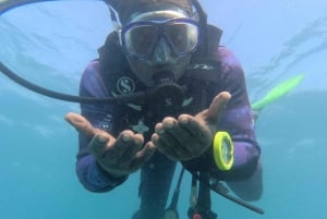 Aventure sous-marine à Zanzibar : L'excursion classique sur le récif