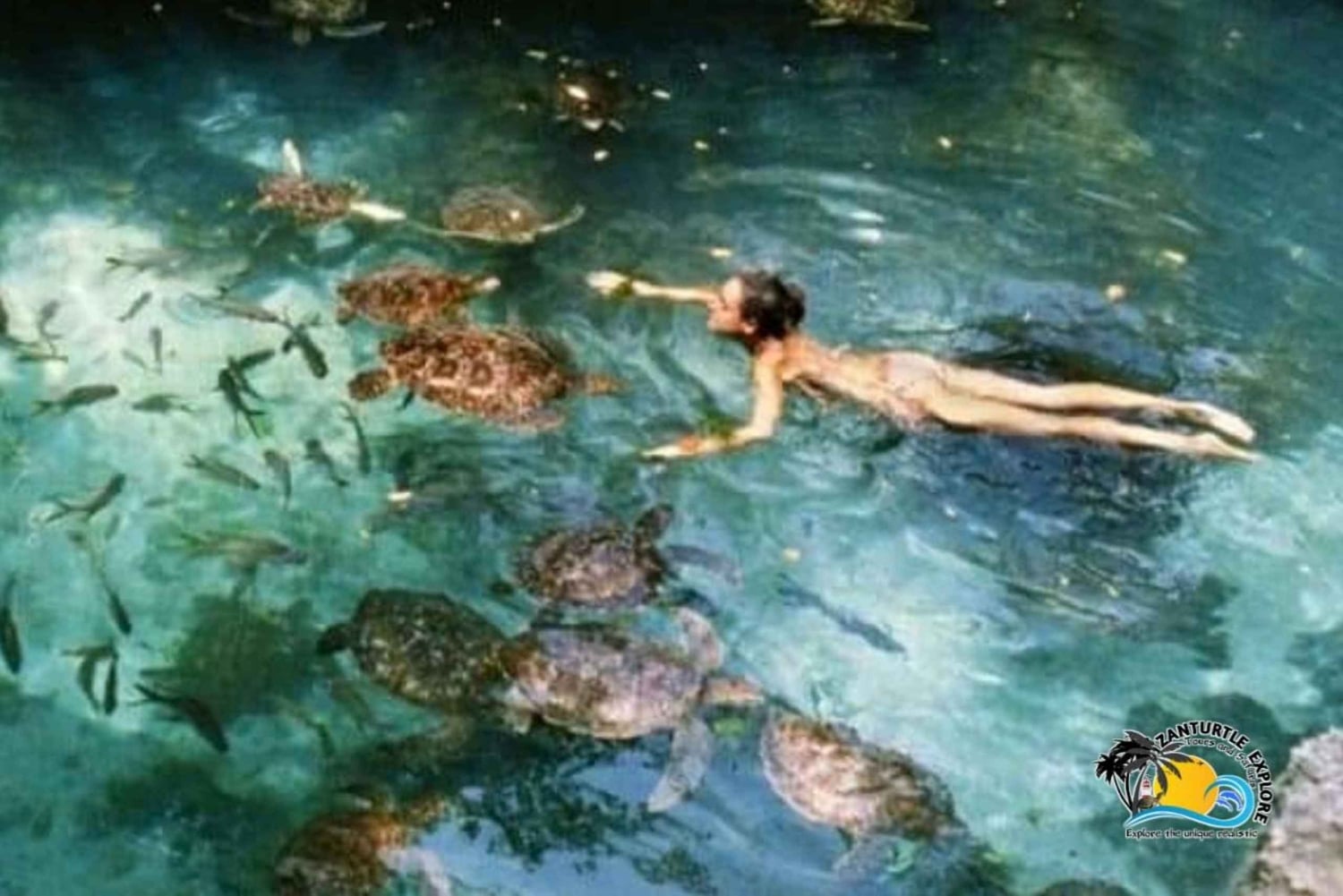 Zanzibar : nagez, faites du snorkeling et nourrissez les tortues à l'aquarium de Baraka