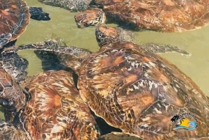 ザンジバル：バラカ水族館で泳いだり、シュノーケリングをしたり、カメに餌をやったりしてください