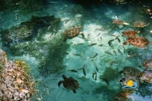 ザンジバル：バラカ水族館で泳いだり、シュノーケリングをしたり、カメに餌をやったりしてください