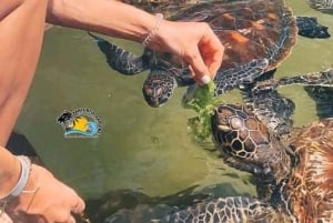 Zanzibar : nagez, faites du snorkeling et nourrissez les tortues à l'aquarium de Baraka