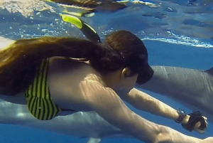 ザンジバル：イルカやミヤマコロブスと泳ぎ、ストーンタウンを訪問しましょう