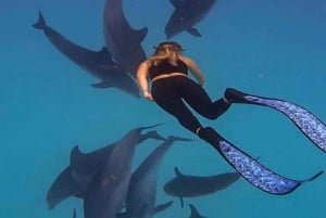 ザンジバル：イルカやミヤマコロブスと泳ぎ、ストーンタウンを訪問しましょう