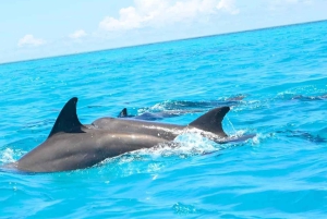 ザンジバル：イルカやミヤマコロブスと泳ぎ、ストーンタウンを訪問しましょう