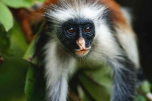 ザンジバル：イルカやミヤマコロブスと泳ぎ、ストーンタウンを訪問しましょう