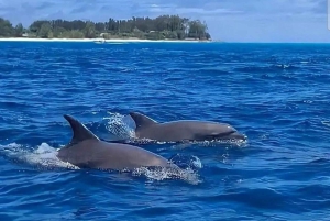 ザンジバル：イルカやミヤマコロブスと泳ぎ、ストーンタウンを訪問しましょう