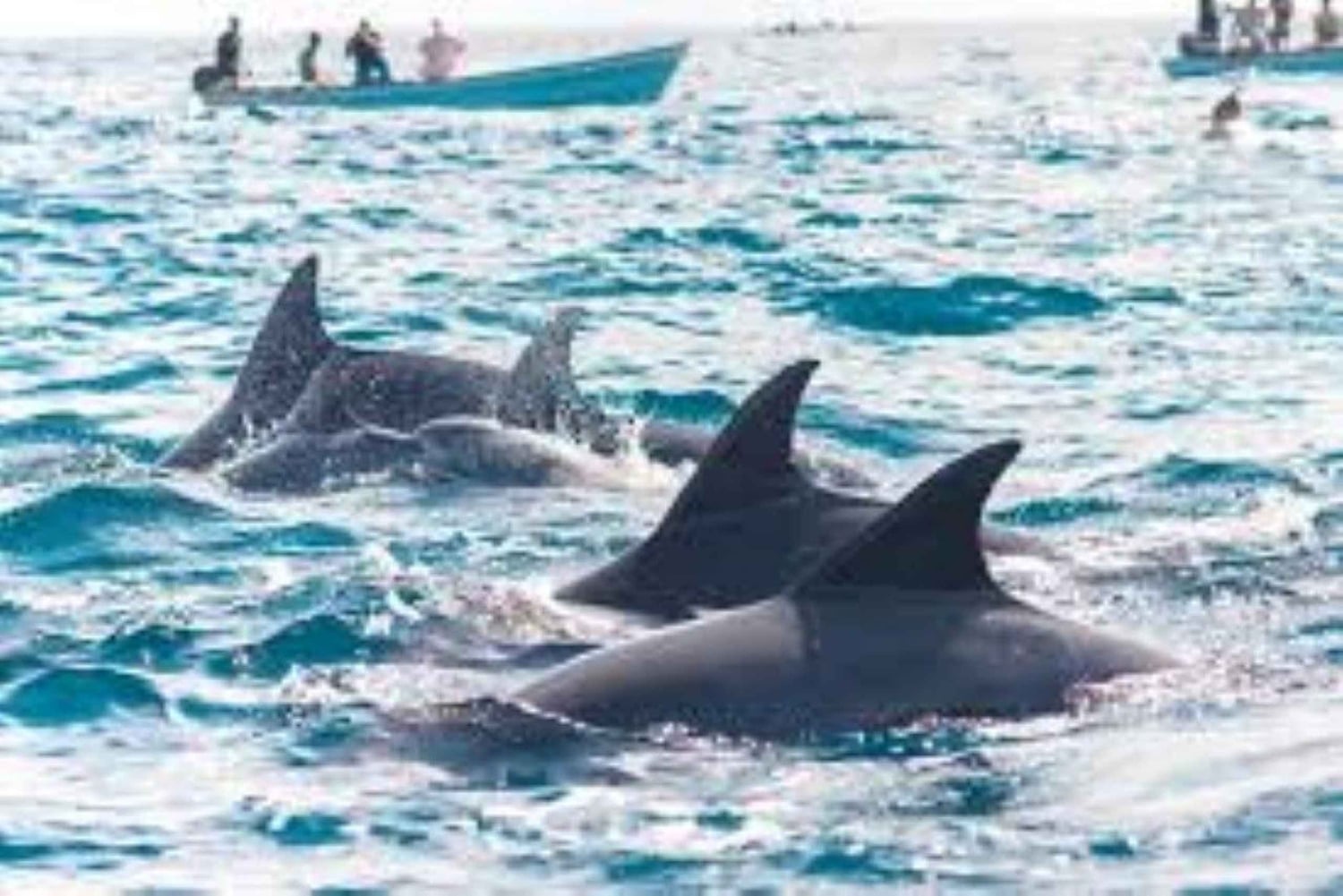 Zanzibar : Nage avec les dauphins et visite des tortues à l'aquarium