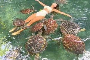 Zanzibar : Nage avec les dauphins et visite des tortues à l'aquarium