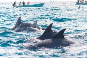 Zanzibar : Nage avec les dauphins et visite des tortues à l'aquarium