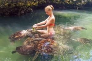 Zanzibar : Nage avec les dauphins et visite des tortues à l'aquarium