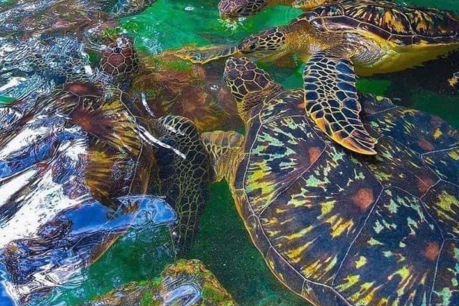 Zanzibar : nagez avec les tortues de mer à l'aquarium de Baraka ou de Salaam